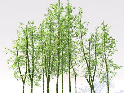 Tall Green Bamboo Plants With Slender Stems And Lush Leaves In Natural Scene 3d model