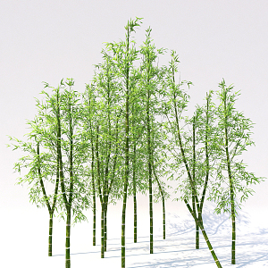 Modern bamboo 3d model