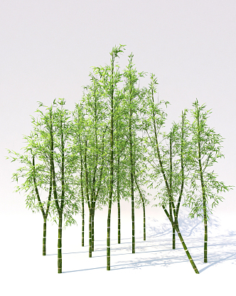 Modern bamboo 3d model