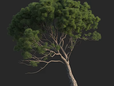 Lush Green Tree With Dense Foliage And Textured Trunk Against Black Background 3d model