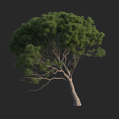 Lush Green Tree With Dense Foliage And Textured Trunk Against Black Background 3d model