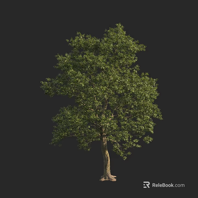 Tall Arbor With Lush Green Leaves And Brown Trunk Isolated On Black Background 3d model 