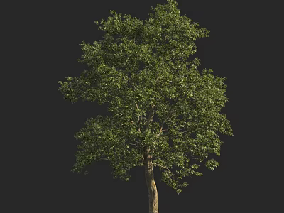 Tall Arbor With Lush Green Leaves And Brown Trunk Isolated On Black Background 3d model