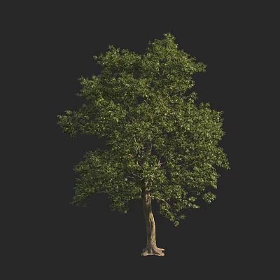 Tall Arbor With Lush Green Leaves And Brown Trunk Isolated On Black Background 3d model