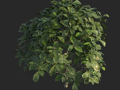 Vibrant Green Shrub With Lush Foliage And Dense Leaves For Garden Landscaping 3d model