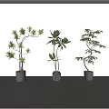 Three Bonsai Plants In Black Pots Placed Against White Wall On Light Tabletop