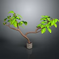 Green Leafy Plant With Brown Branches In Gray Pot For Indoor Decor