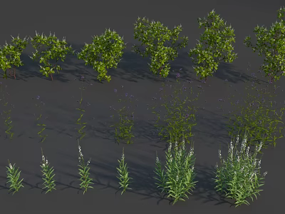 Various Green Plants Including Shrubs And Herbaceous Species Arranged On Dark Background 3d model