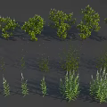Various Green Plants Including Shrubs And Herbaceous Species Arranged On Dark Background