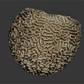 Tan Brain Coral With Intricate Patterns And Detailed Texture On Dark Background