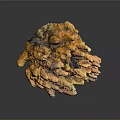 Colorful Coral Structure With Yellow Orange Purple Porous Texture And Holes