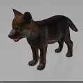 Cute Brown Baby Wolf With Bright Blue Eyes Standing On Gray Surface