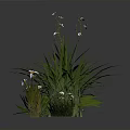 Green Plants with Lush Grass and Small White Flowers in Various Clusters