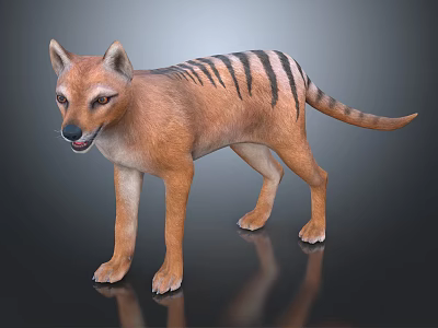 Wild Canine Animal With Brown Fur Black Stripes And Long Tail 3d model