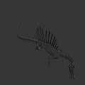 Spinosaurus Dinosaur Skeleton With Prominent Spine And Detailed Bone Structure