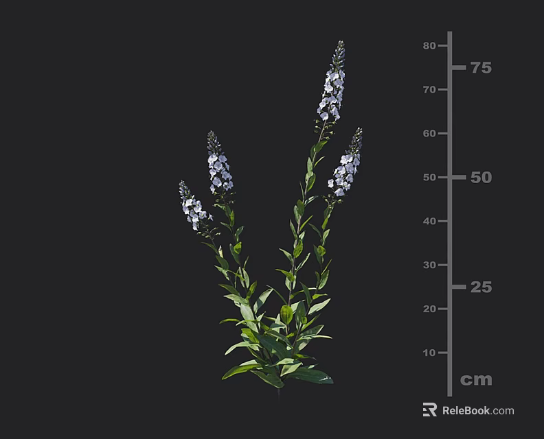 Purple Flowering Plant with Slender Stems Green Leaves and 75 cm Height 3d model 
