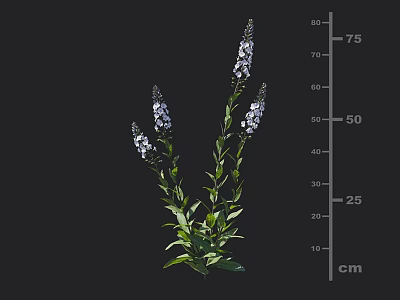 Purple Flowering Plant with Slender Stems Green Leaves and 75 cm Height 3d model