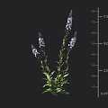 Purple Flowering Plant with Slender Stems Green Leaves and 75 cm Height