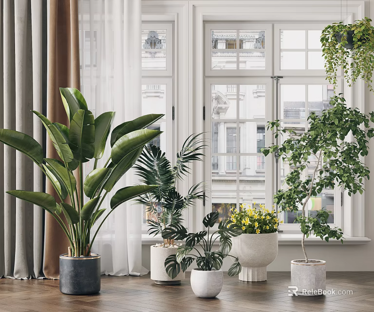 Indoor Potted Plants With Large Green Foliage Various Types And White Gray Pots By Window 3d model 
