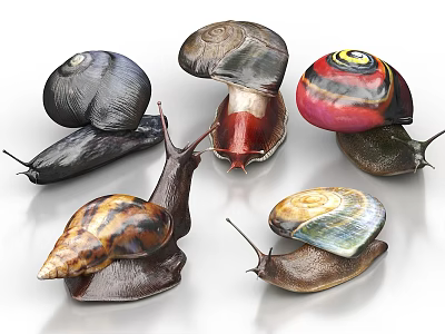 Diverse Reptile Snails With Colorful Shells And Unique Patterns 3d model