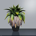 Bonsai Plant with Green and Yellow Broad Leaves in Black Pot for Indoor Tabletop Decoration