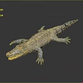 Crocodile Alligator Nile Crocodile carnivore reptile cold-blooded animal reptile 3d model