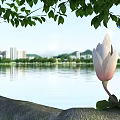 Beautiful Pink White Magnolia Flowers With Fresh Green Leaves By Calm Lake Cityscape Distant Mountains