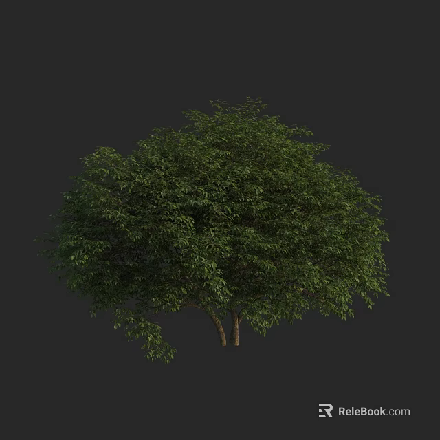 Lush Green Arbor With Double Trunks And Dense Foliage In Dark Setting 3d model