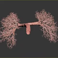 Detailed 3D Anatomical Model of Human Lungs with Bronchial Tree Structure