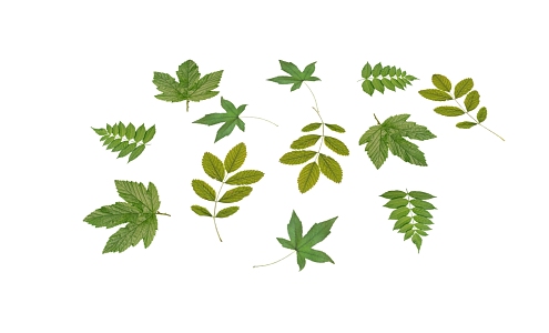 Modern Leaves 3d model