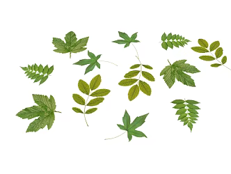 Modern Leaves 3d model