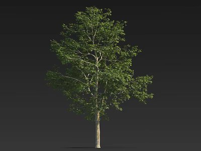 Single Lush Green Leafy Arbor with Straight Trunk and Healthy Canopy 3d model