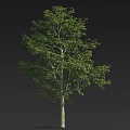 Single Lush Green Leafy Arbor with Straight Trunk and Healthy Canopy