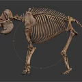 Anatomical Elephant Skeleton Structure Display For Educational Or Research Use