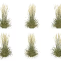 Ornamental Grasses With Green Leaves And White Plumes For Garden Decoration