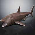 Realistic Brown Shark Model With Open Mouth Sharp Teeth And Textured Fins