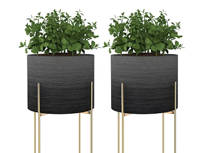 Bonsai Potted Plants With Green Leaves In Black Vertical Striped Pots And Gold Slender Legs 3d model