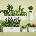 Various Green Plant Combinations In White Planters With Flowers And Foliage