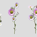 Vibrant Purple White and Pink Flowers with Green Stems and Leaves on Gray Background