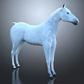 White Horse With Dark Spots Full Body Standing On Shiny Dark Background
