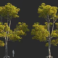 Tall Trees with Lush Green Yellow Leaves and Human Figure for Scale