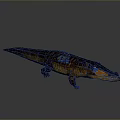 Crocodile Alligator Nile Crocodile carnivore reptile cold-blooded animal reptile 3d model