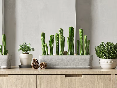Decorative Cactus And Green Potted Plants On Wooden Cabinet With Gray Wall 3d model