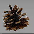 Detailed Brown Pine Cone Close Up View With Natural Scales On Shiny Surface