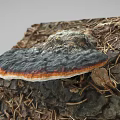 Tree Stump With Black Orange Edged Fungi Growth On Natural Wood Surface