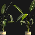Large Green Leafy Plants With White Figure In Decorative Pots And Black Background