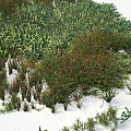 Various Types of Shrubs Growing on Snowy Ground With Green Plants