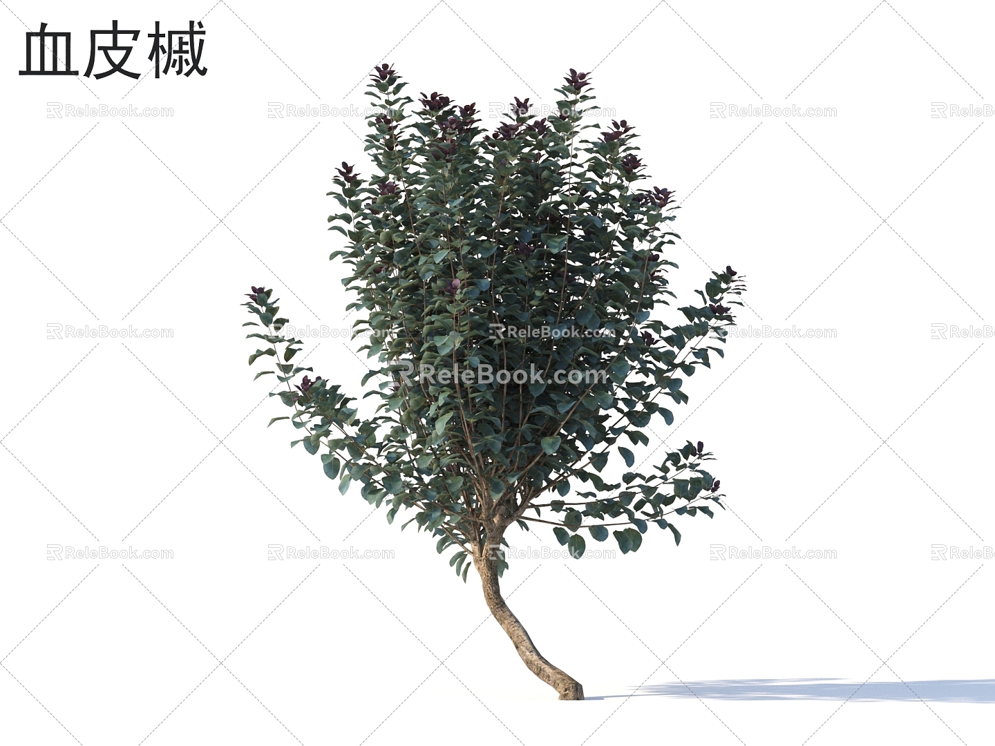 Acer bloodskin Small trees Trees Plants model