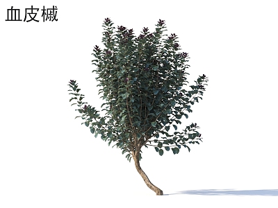 Acer bloodskin Small trees Trees Plants 3d model