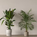 Indoor Decorative Potted Green Plants With Broad And Palm Like Leaves In Ceramic Pots